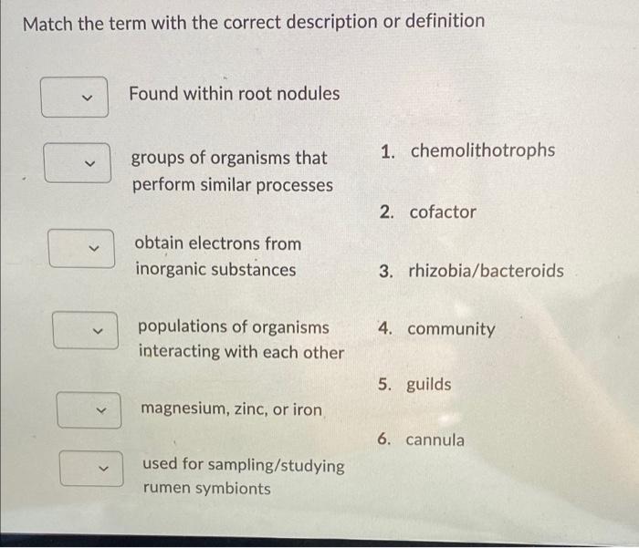 Match The Term With The Correct Description Or Definition Found Within Root Nodules 1 Chemolithotrophs Groups Of Organi 1