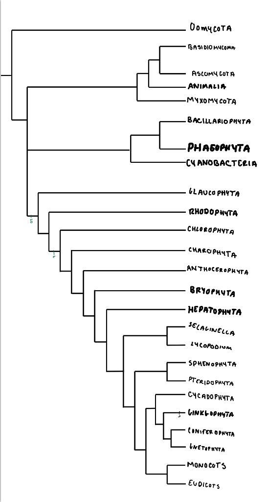 Help Fill Out Phylogenetic Tree With These Traits Label The Traits On The Tree According To Phylum Traits Animal Poll 1