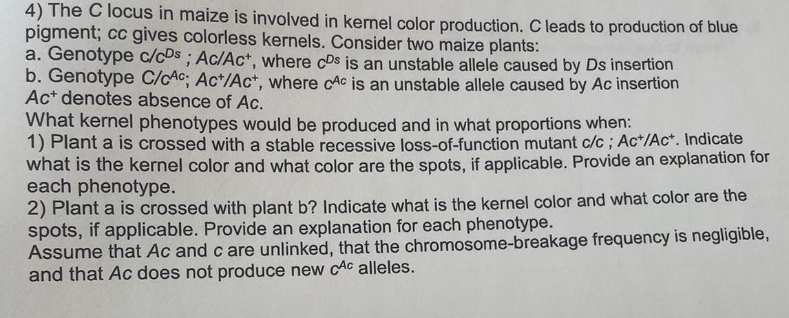 4 The C Locus In Maize Is Involved In Kernel Color Production Cleads To Production Of Blue Pigment Cc Gives Colorless 1