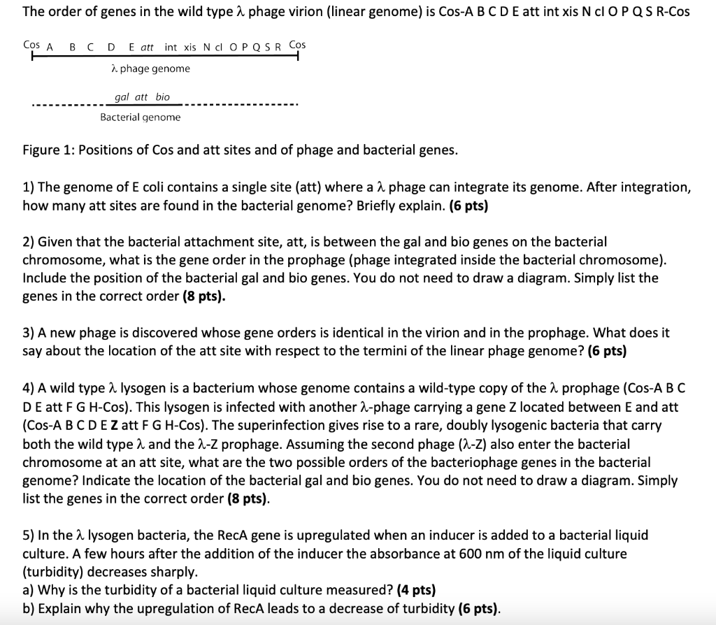 The Order Of Genes In The Wild Type 2 Phage Virion Linear Genome Is Cos A B C D E Att Int Xis N C O P Q S R Cos Cos A 1