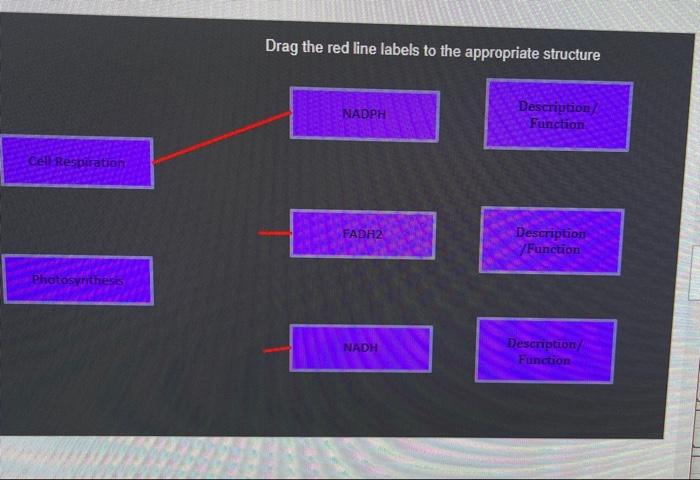 Drag The Red Line Labels To The Appropriate Structure Nadph Description Function Cell Respiration I Fadh2 Description Fu 1
