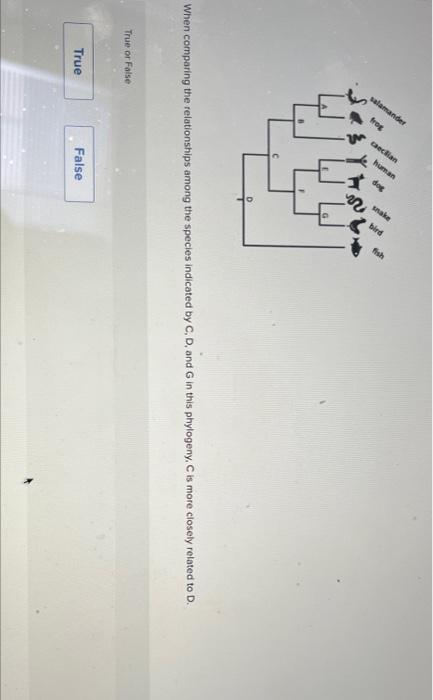 Salamander Cecilia Human Ak No 4 As Y Ul Tj When Comparing The Relationships Among The Species Indicated By C D And I 1
