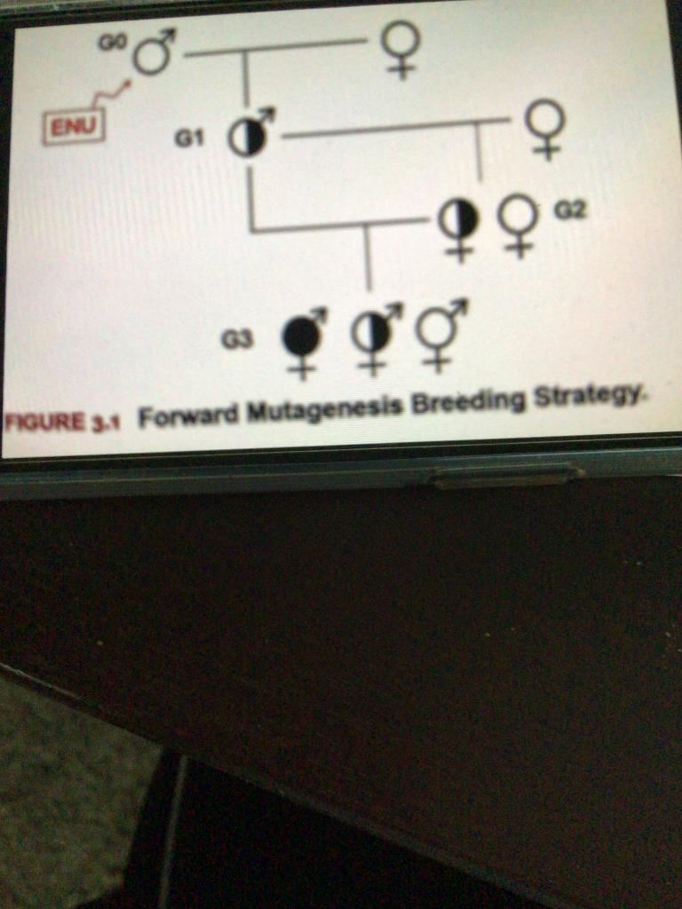I M Trying To Figure Out How To Describe The Enu Induced Mutation In Mice By Looking At This Diagram 1