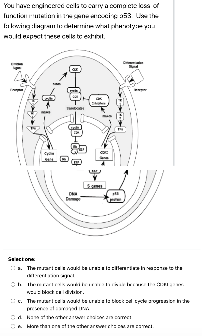 You Have Engineered Cells To Carry A Complete Loss Of Function Mutation In The Gene Encoding P53 Use The Following Dia 1