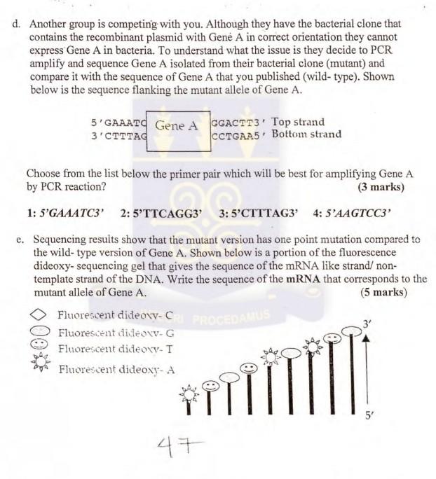 D Another Group Is Competing With You Although They Have The Bacterial Clone That Contains The Recombinant Plasmid Wit 1