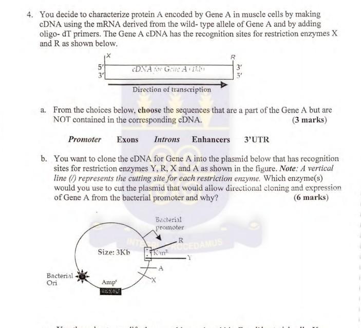 4 You Decide To Characterize Protein A Encoded By Gene A In Muscle Cells By Making Cdna Using The Mrna Derived From The 1