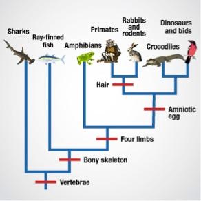 Rabbits Primates And Dinosaurs And Bids Rodents Sharks Ray Finned Fish Amphibians Crocodiles Hair E Amniotic Egg Four Li 1