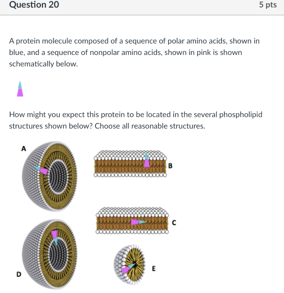 Question 20 5 Pts A Protein Molecule Composed Of A Sequence Of Polar Amino Acids Shown In Blue And A Sequence Of Nonpo 1
