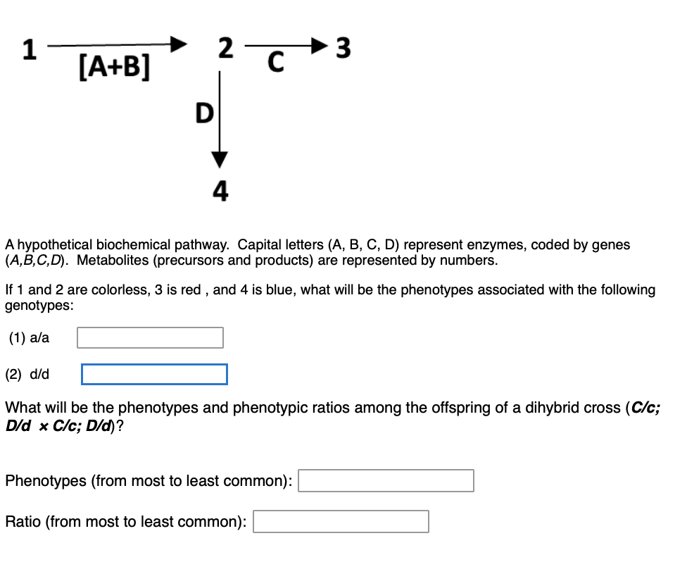 Using The Biochemical Pathway For Fruit Color Below Answer The Following Questions Assume All Mutations Lower Case 1