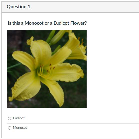 Question 1 Is This A Monocot Or A Eudicot Flower Eudicot Monocot Question 2 Is This A Monocot Or Eudicot Leaf Eudico 1