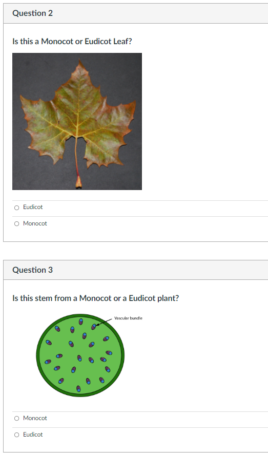 Question 1 Is This A Monocot Or A Eudicot Flower Eudicot Monocot Question 2 Is This A Monocot Or Eudicot Leaf Eudico 2