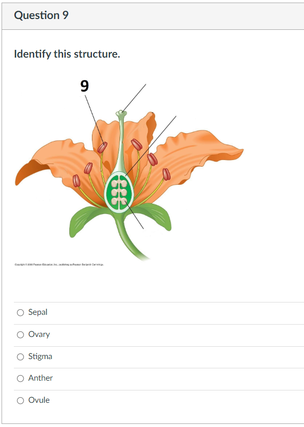 Question 1 Is This A Monocot Or A Eudicot Flower Eudicot Monocot Question 2 Is This A Monocot Or Eudicot Leaf Eudico 3