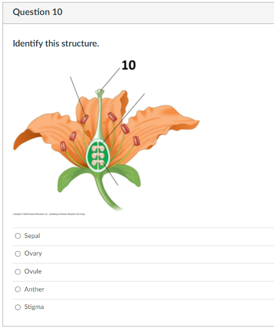 Question 1 Is This A Monocot Or A Eudicot Flower Eudicot Monocot Question 2 Is This A Monocot Or Eudicot Leaf Eudico 4