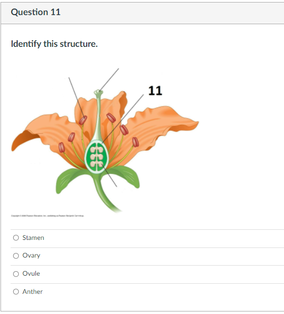 Question 1 Is This A Monocot Or A Eudicot Flower Eudicot Monocot Question 2 Is This A Monocot Or Eudicot Leaf Eudico 5