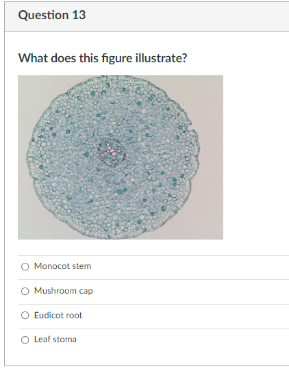 Question 1 Is This A Monocot Or A Eudicot Flower Eudicot Monocot Question 2 Is This A Monocot Or Eudicot Leaf Eudico 7