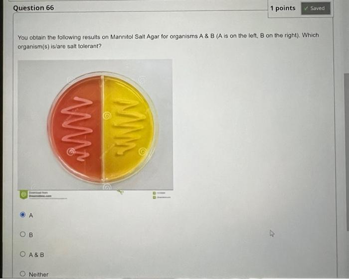 Question 61 1 Points Save A Which Of The Following Are Examples Of Selective And Differential Media Mannitol Salt Agar 3