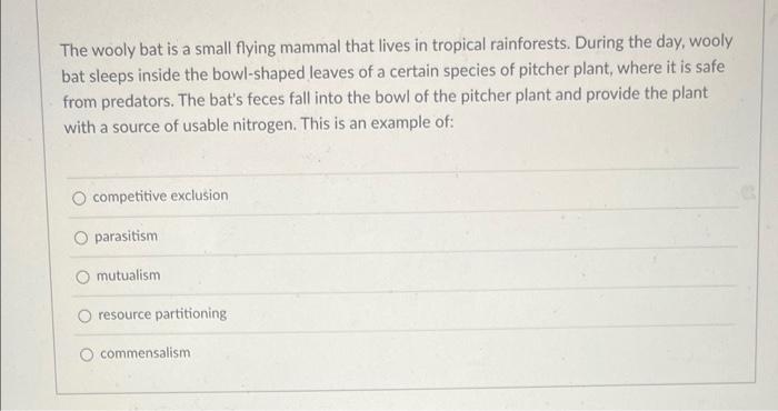 The Wooly Bat Is A Small Flying Mammal That Lives In Tropical Rainforests During The Day Wooly Bat Sleeps Inside The B 1