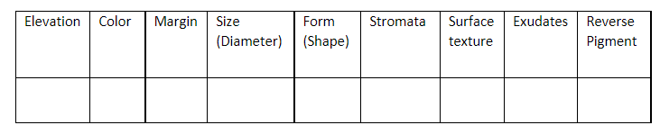 Fill In The Table Describing The Phenotypic Characteristics Of The Colony Rhizopus Spp 1