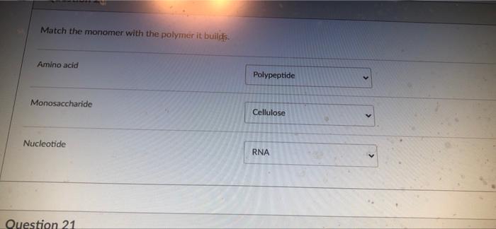 Match The Monomer With The Polymer It Builds Amino Acid Polypeptide Monosaccharide Cellulose Nucleotide Rna Question 21 1