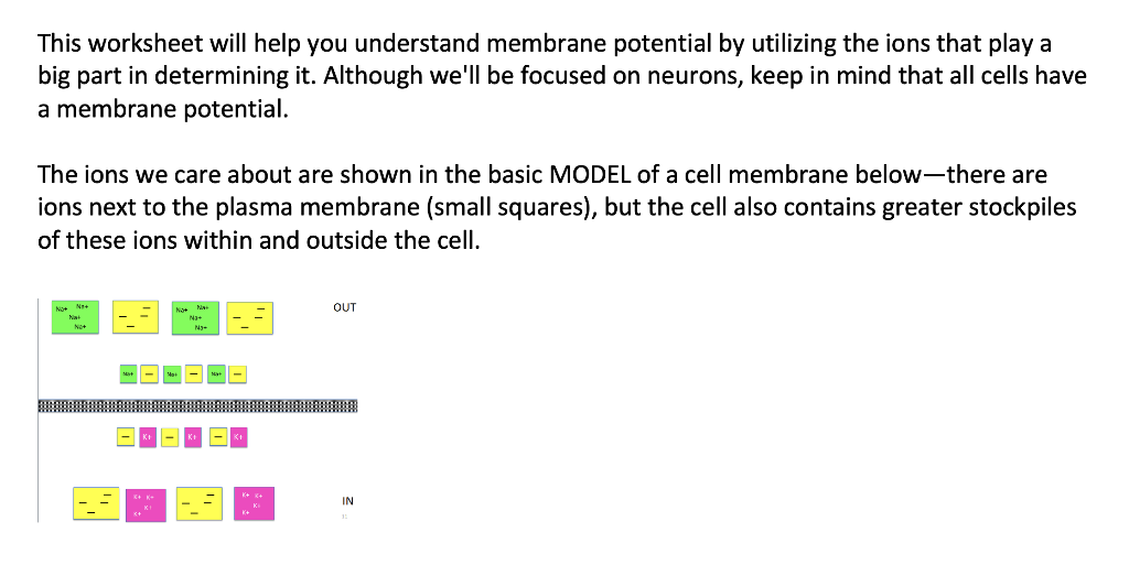 This Worksheet Will Help You Understand Membrane Potential By Utilizing The Ions That Play A Big Part In Determining It 1