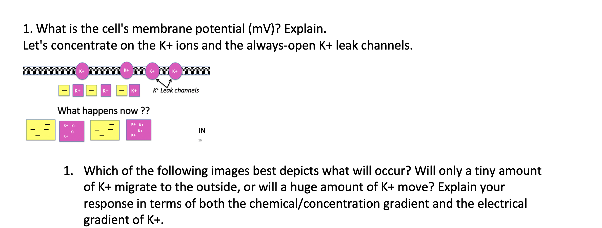 This Worksheet Will Help You Understand Membrane Potential By Utilizing The Ions That Play A Big Part In Determining It 2
