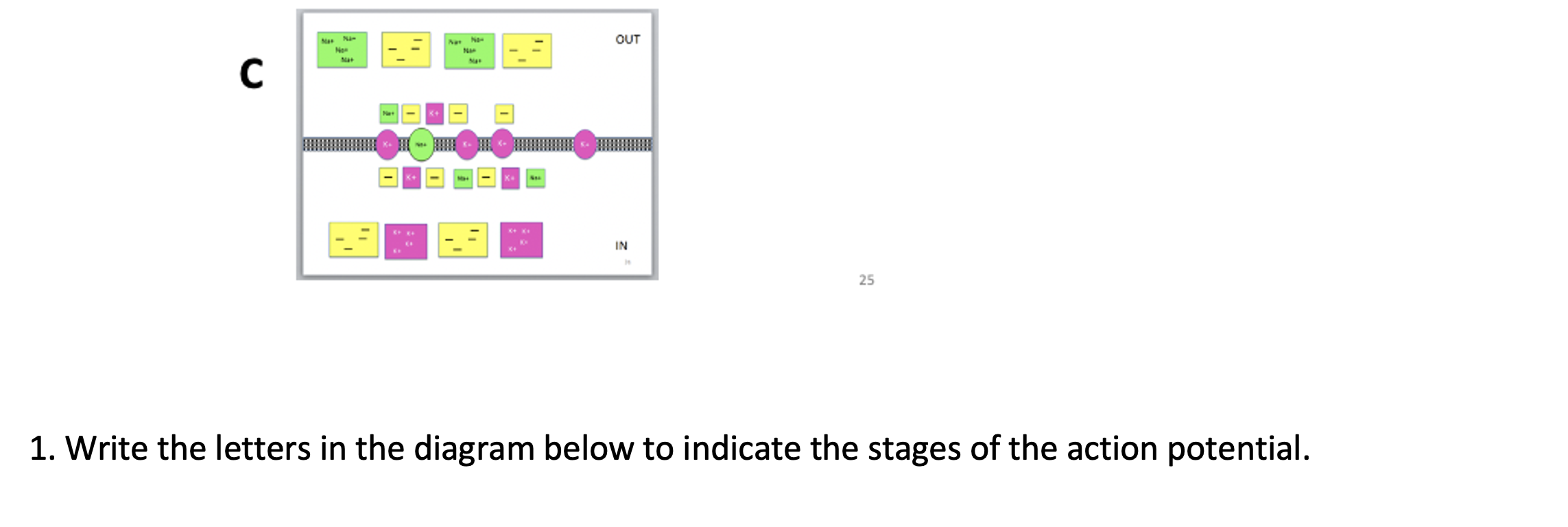 This Worksheet Will Help You Understand Membrane Potential By Utilizing The Ions That Play A Big Part In Determining It 3