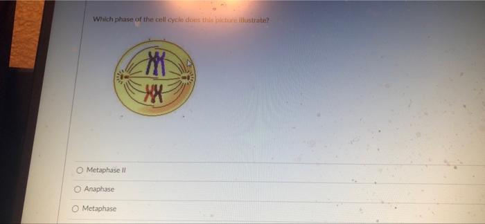 Question 50 1 5 Pts Which Of The Following Statements Best Represents The Relationships Between The Light Dependent Reac 6