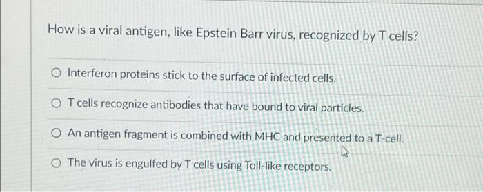 How Is A Viral Antigen Like Epstein Barr Virus Recognized By T Cells Interferon Proteins Stick To The Surface Of Infe 1