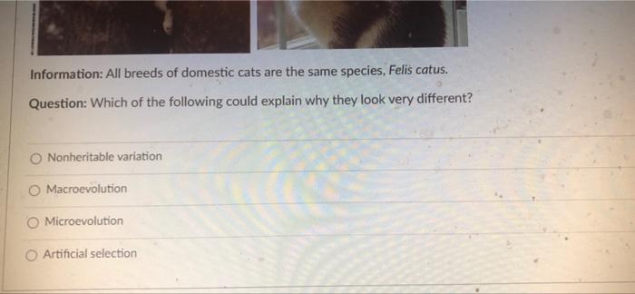 Information All Breeds Of Domestic Cats Are The Same Species Felis Catus Question Which Of The Following Could Expla 1
