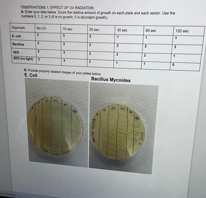 Observations 1 Effect Of Uv Radiation A Enter Your Data Below Score The Relative Amount Of Growth On Each Plate And 1