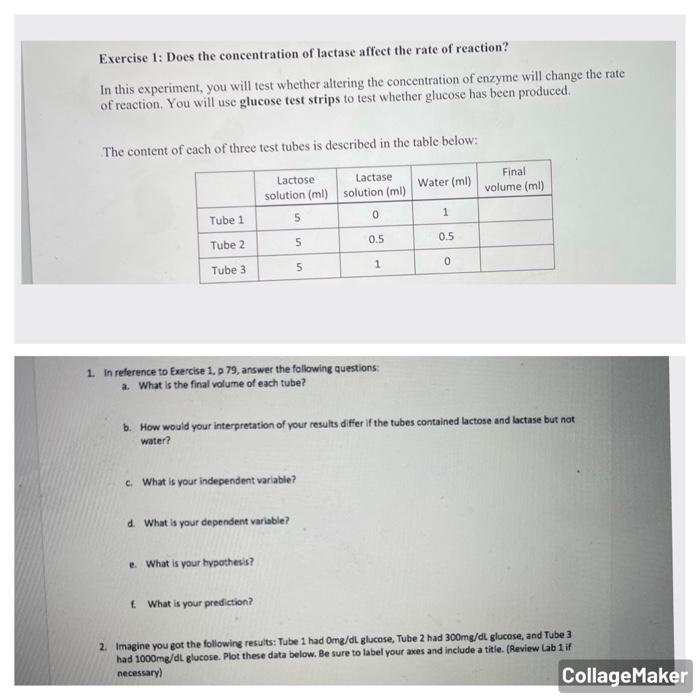 Exercise 1 Does The Concentration Of Lactase Affect The Rate Of Reaction In This Experiment You Will Test Whether Alt 1