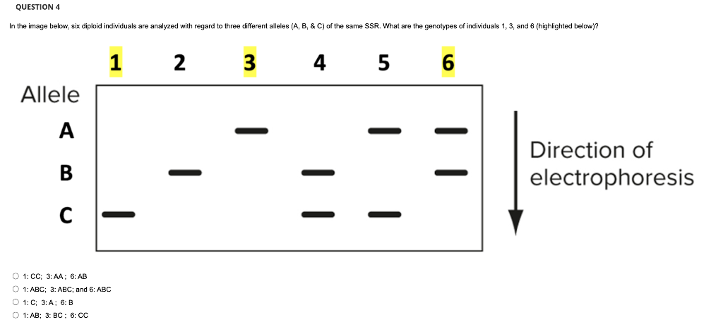 Question 4 In The Image Below Six Diploid Individuals Are Analyzed With Regard To Three Different Alleles A B C O 1