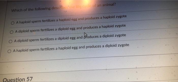 Question 52 1 5 Pts What Is Are The Most Significant Activity Activities That Occur In The Cell During The Synthesis S 5