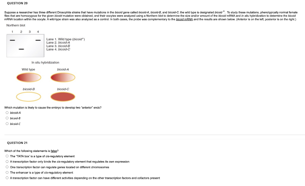 Question 20 Suppose A Researcher Has Three Different Drosophila Strains That Have Mutations In The Bicoid Gene Called Bi 1