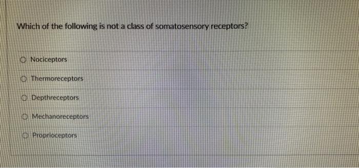 Which Of The Following Is Not A Class Of Somatosensory Receptors Nociceptors 10 Thermoreceptors O Depthreceptors Mechan 1