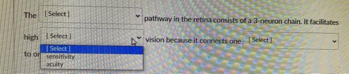 Pathway In The Retina Consists Of A 3 Neuron Chain It Facilitates The Select Select Indirect High Paraventicular Dir 2