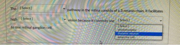 Pathway In The Retina Consists Of A 3 Neuron Chain It Facilitates The Select Select Indirect High Paraventicular Dir 3