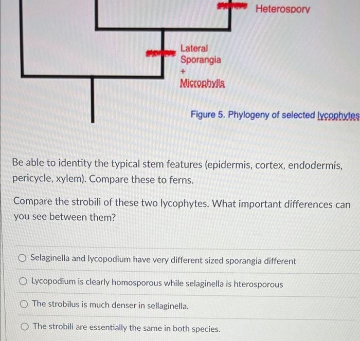 Heterospory Lateral Sporangia Microphylls Figure 5 Phylogeny Of Selected Lycophytes Be Able To Identity The Typical S 1
