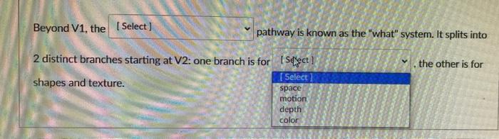 Pathway Is Known As The What System It Splits Into Beyond V1 The Select Select 2 Distinct Brand Ganglion Thalami 2