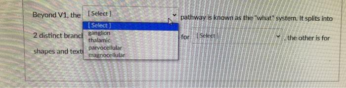 Pathway Is Known As The What System It Splits Into Beyond V1 The Select Select 2 Distinct Brand Ganglion Thalami 1