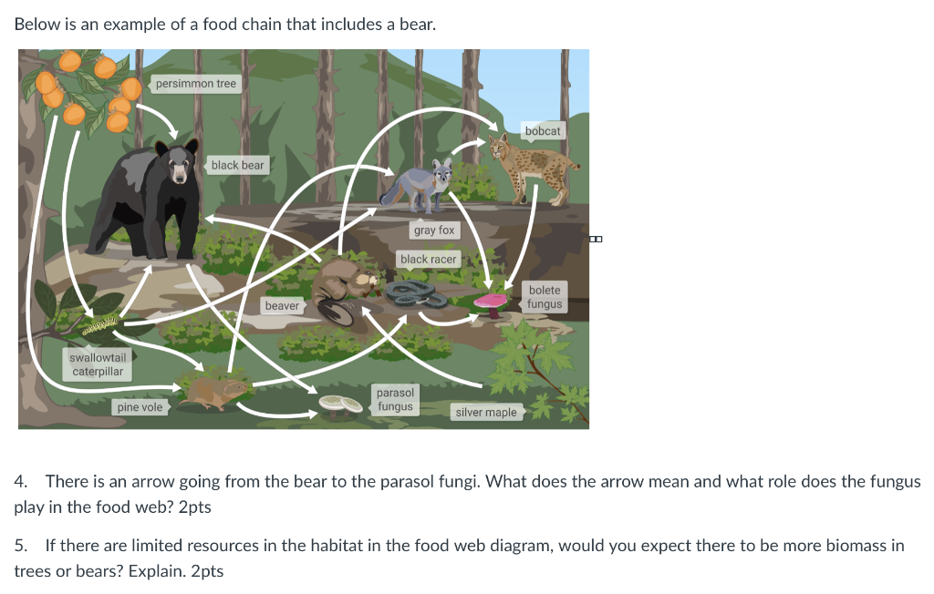 Below Is An Example Of A Food Chain That Includes A Bear Persimmon Tree Bobcat Black Bear Gray Fox Black Racer Bolete F 1