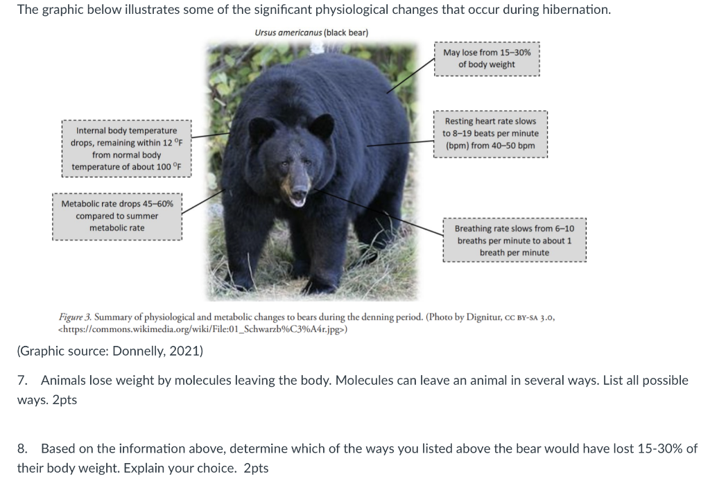 Below Is An Example Of A Food Chain That Includes A Bear Persimmon Tree Bobcat Black Bear Gray Fox Black Racer Bolete F 2
