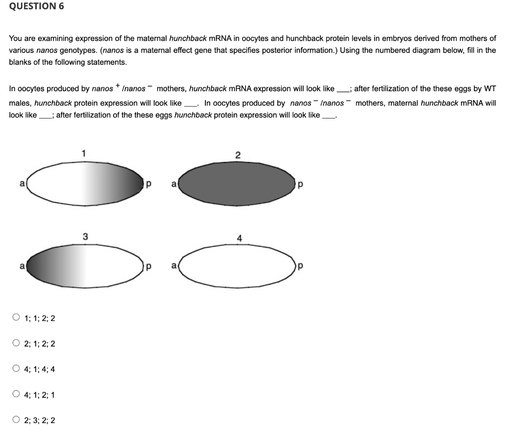 Question 6 You Are Examining Expression Of The Maternal Hunchback Mrna In Oocytes And Hunchback Protein Levels In Embryo 1