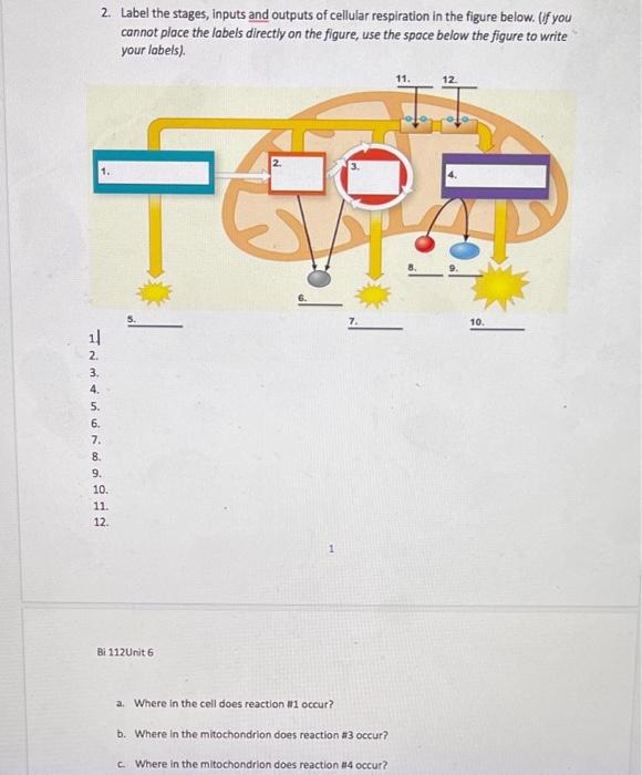 2 Label The Stages Inputs And Outputs Of Cellular Respiration In The Figure Below If You Cannot Place The Labels Dir 1