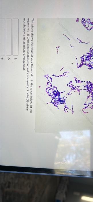 This Photo Shows The Result Of Your Gram Stain In The Spaces Below List This Organism S 1 Gram Reaction Based On Co 1