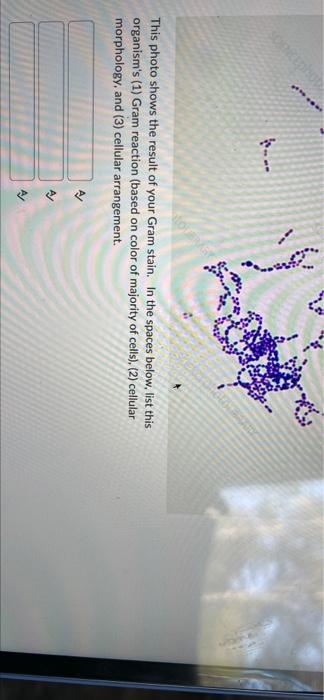 Sood Rors This Photo Shows The Result Of Your Gram Stain In The Spaces Below List This Organism S 1 Gram Reaction B 1