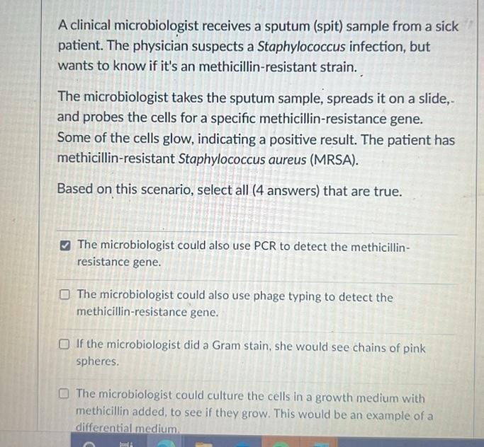 A Clinical Microbiologist Receives A Sputum Spit Sample From A Sick Patient The Physician Suspects A Staphylococcus I 1