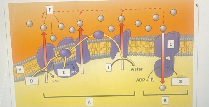 F H Water Fad D Nad Adp P Co The Diagram Above Shows The Final Stage Of Cellular Respiration Match The Items Below W 1
