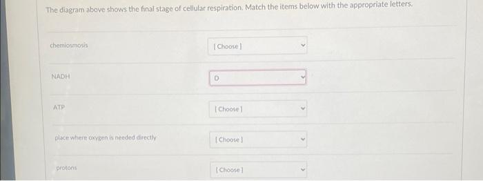 F H Water Fad D Nad Adp P Co The Diagram Above Shows The Final Stage Of Cellular Respiration Match The Items Below W 2