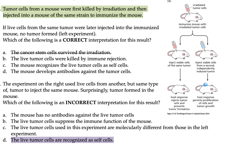 Irradiated Tumor Cells Tumor Cells From A Mouse Were First Killed By Irradiation And Then Injected Into A Mouse Of The S 1